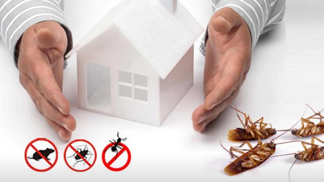 Safe Pest Control: A Step Towards Environmental Health
